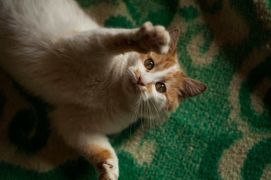 Say Goodbye to Scooping: How PetFresh360™ Transforms Cat Care Forever
