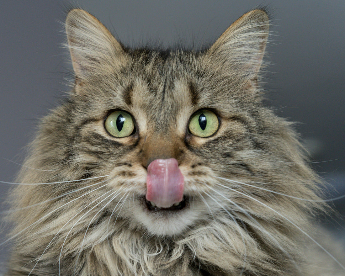 The Future of Cat Care: How Self-Cleaning Litter Boxes are Changing Pet Parenting