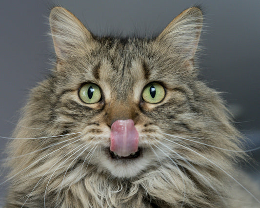 The Future of Cat Care: How Self-Cleaning Litter Boxes are Changing Pet Parenting